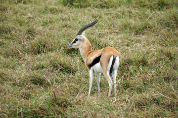 thomsons gazelle in the serengeti