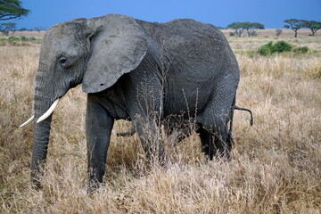 Obraz premium wild living elephant in the serengeti