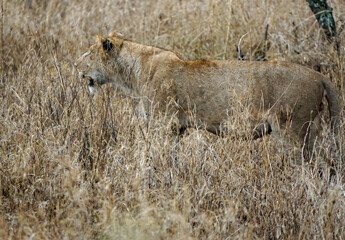 male and female lion lying in the savanna gras