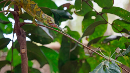 colorful chameleon on zanzibar island