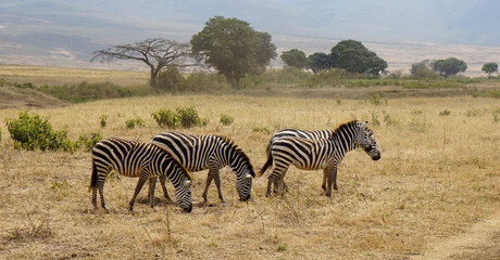 Obraz premium zebra in the serengeti park