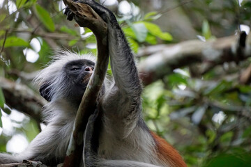 zanzibar colobus monkey (Piliocolobus kirkii)