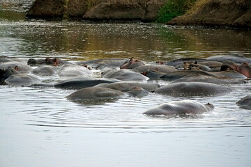 Fototapeta premium large group of hippos at a pond