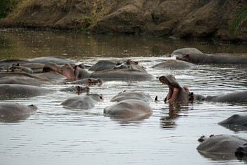 large group of hippos at a pond