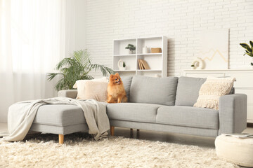 Cute Pomeranian dog sitting on sofa at home