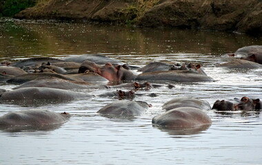 large group of hippos at a pond