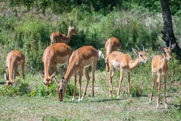 A herd of tommy antelopes stands peacefully, Lake Mburo National Park, Uganda