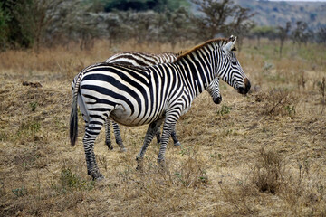 zebra in the serengeti park