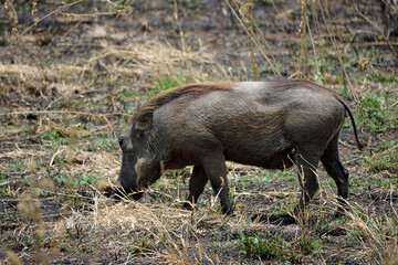 warthog in the serengeti savanna