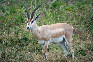 grant gazelle in the serengeti