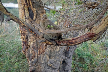 Obraz premium Baboon in the Serengeti sitting on a tree