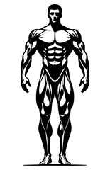 Fototapeta premium Athlete with Muscles: This vector showcases a muscular male figure, emphasising anatomical definition and balanced physique. The silhouette highlights muscular form and fitness