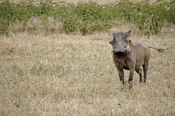 warthog in the serengeti savanna