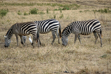 zebra in the serengeti park