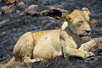 male and female lion lying in the savanna gras