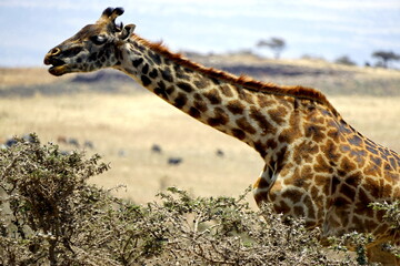 giraffe in the serengeti park