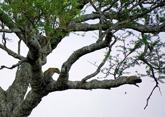 cheetah in a tree in the serengeti park