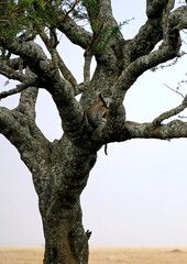 cheetah in a tree in the serengeti park
