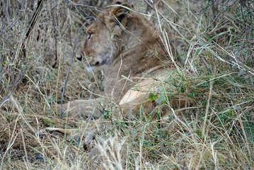 Fototapeta premium male and female lion lying in the savanna gras