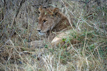 Naklejka premium male and female lion lying in the savanna gras