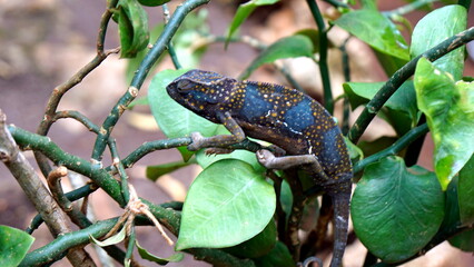 colorful chameleon on zanzibar island