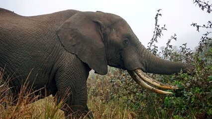 Obraz premium wild living elephant in the serengeti