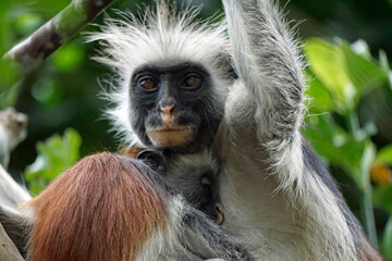 zanzibar colobus monkey (Piliocolobus kirkii)