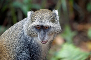 vervet monkey on zanzibar island