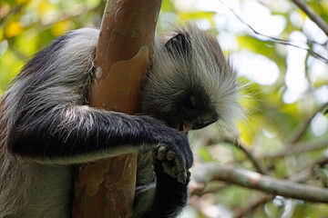 zanzibar colobus monkey (Piliocolobus kirkii)
