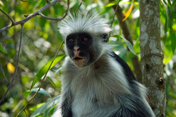 zanzibar colobus monkey (Piliocolobus kirkii)