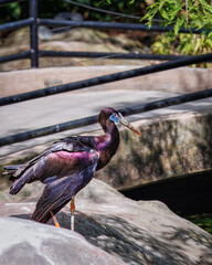 A Abdim's stork with blue eyes stands on a rock