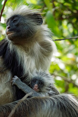 zanzibar colobus monkey (Piliocolobus kirkii)