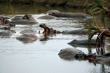 large group of hippos at a pond