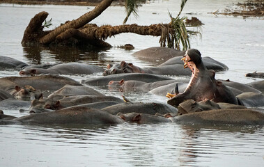 large group of hippos at a pond