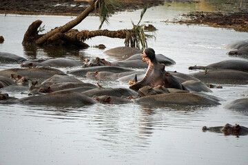 Fototapeta premium large group of hippos at a pond