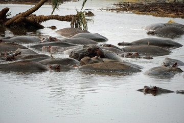 large group of hippos at a pond