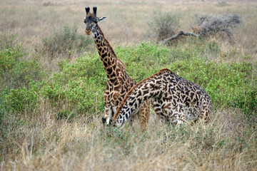 giraffe in the serengeti park