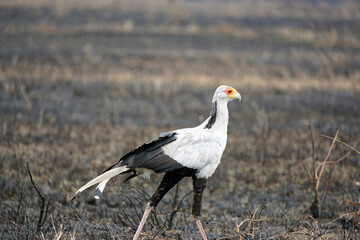 secretary bird in the serengeti