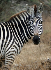 Naklejka premium zebra in the serengeti park