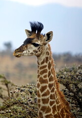 giraffe in the serengeti park