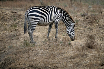 Obraz premium zebra in the serengeti park