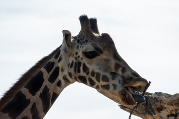 portrait of a giraffe