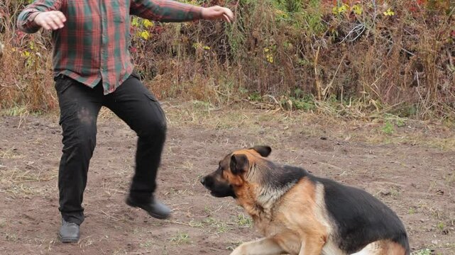 Beautiful black and red male German Shepherd in nature. Training of large breed dogs. A male German shepherd bites a man.