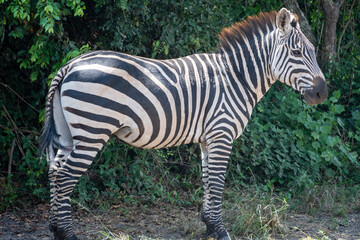 Zebra are standing in a field filled, Lake Mburo National Park, Uganda