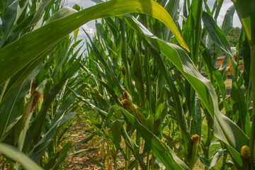 Fototapeta premium Corn field on the bright blue sky background. Farming and agriculture, growing fresh vegetables and fruits. Corn leaves and cobs growing in a green big field, corn planting in Italy 