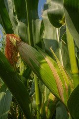 Obraz premium Big corn on the bright blue sky and corn field background. Farming and agriculture, growing fresh vegetables and fruits. Corn leaves and cobs growing in a green big field, corn planting in Italy