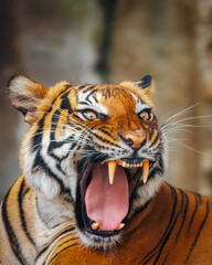 A tiger is shown with its mouth wide open, showing its teeth © Lawrence