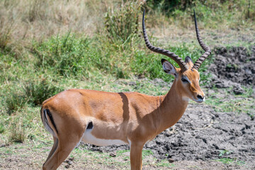 Tommy antelope stands peacefully, Lake Mburo National Park, Uganda
