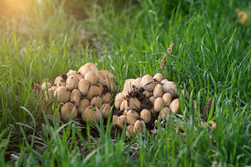 Cluster of light brown mushrooms growing in green grass, illuminated by sunlight. The mushrooms have conical caps and are partially covered with soil
