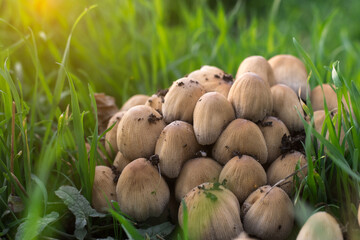 Group of mushrooms with light brown conical caps growing directly from the soil, surrounded by green grass. Sunlight highlights the natural outdoor setting, ideal for nature and fungi-themed content